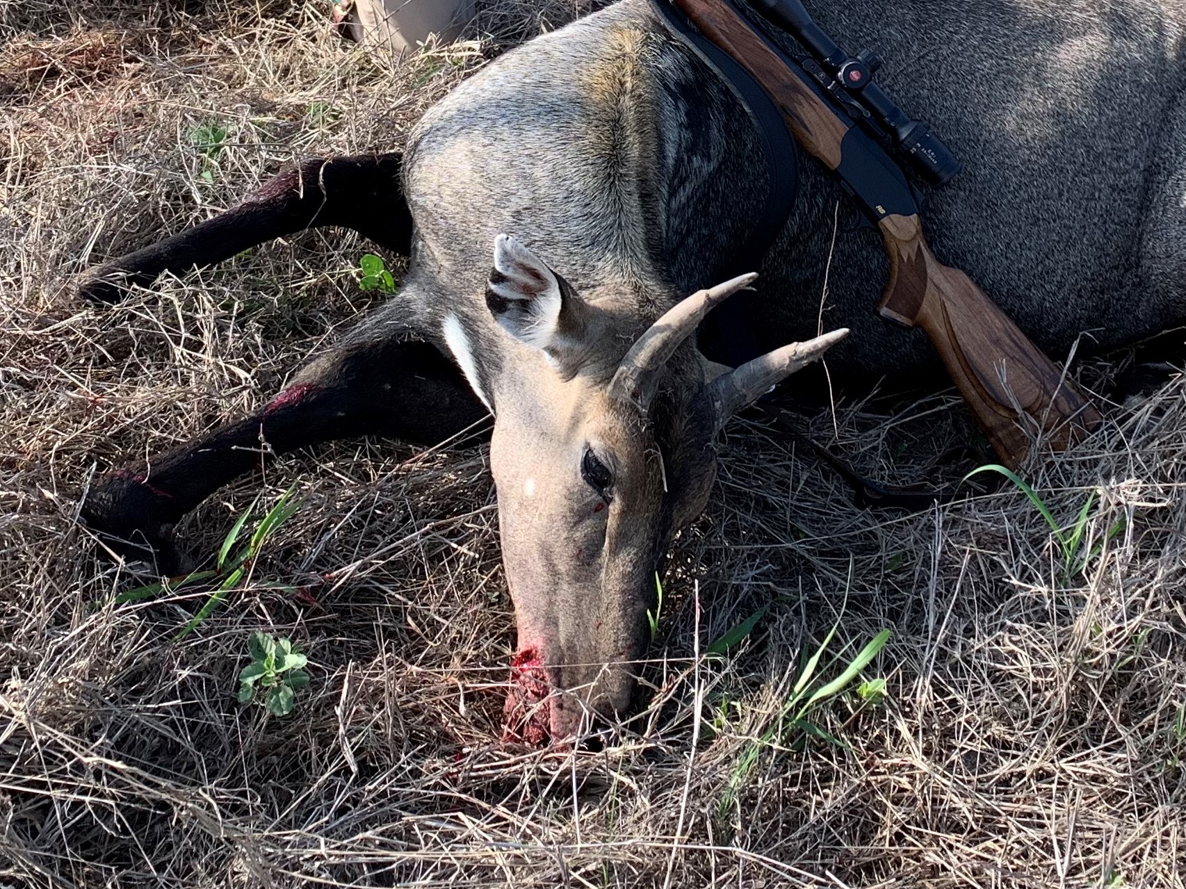 nilgai5.jpg