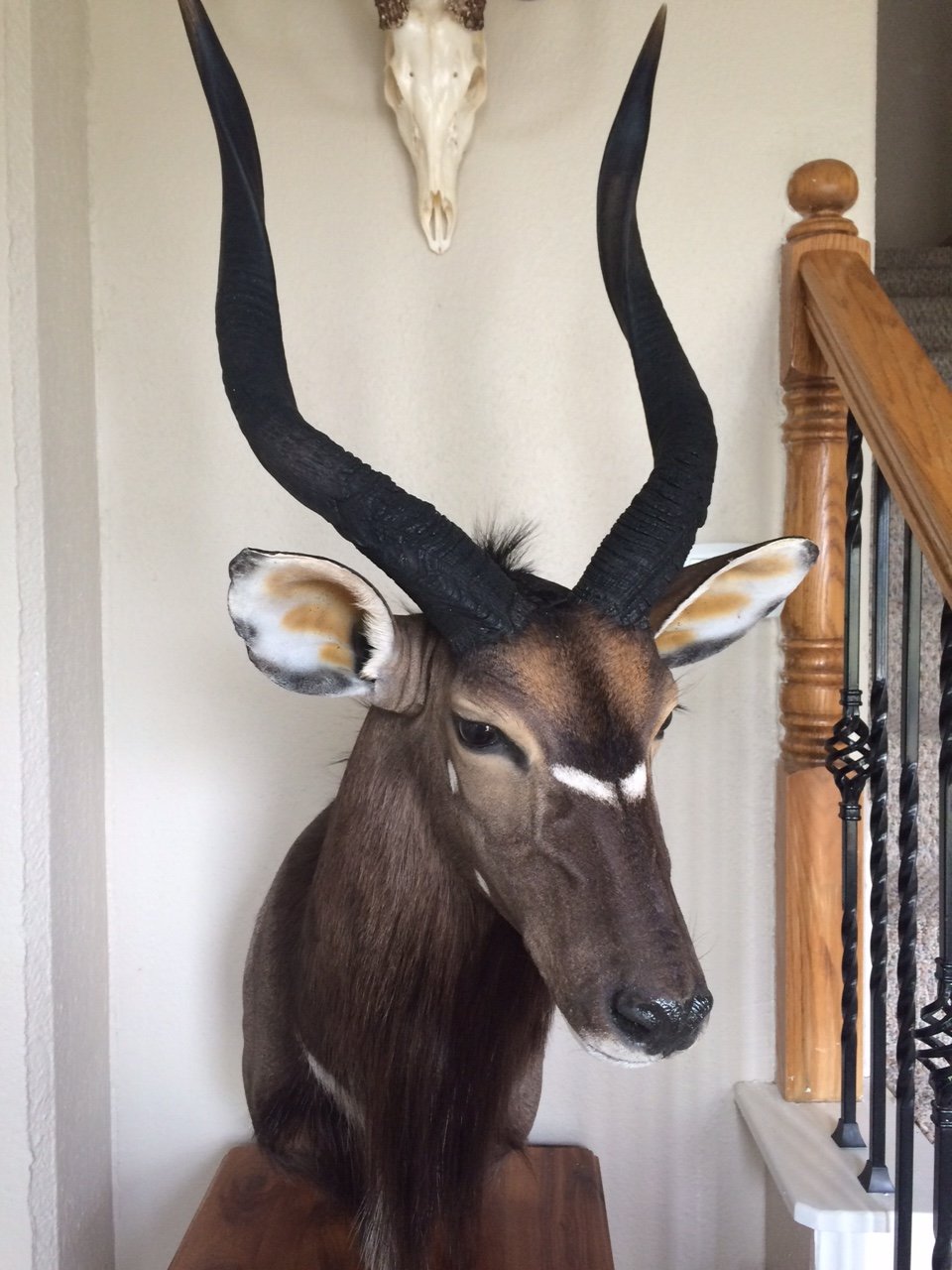 Nyala.JPG