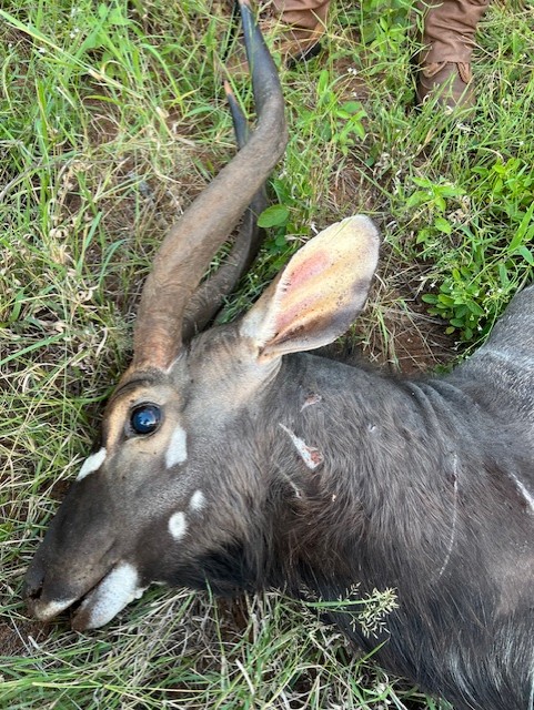 Nyala Leopard.jpg