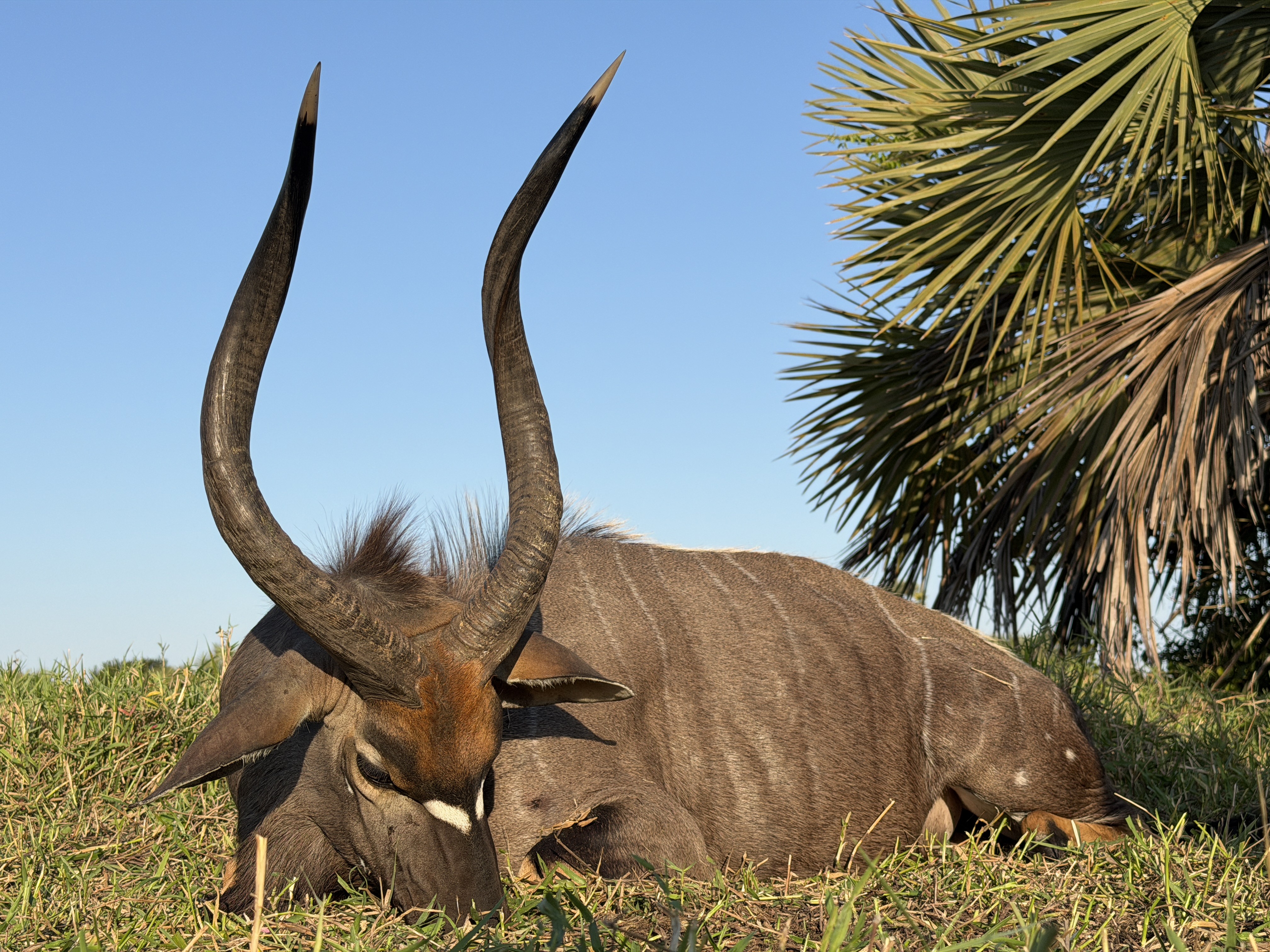 nyala1.jpeg