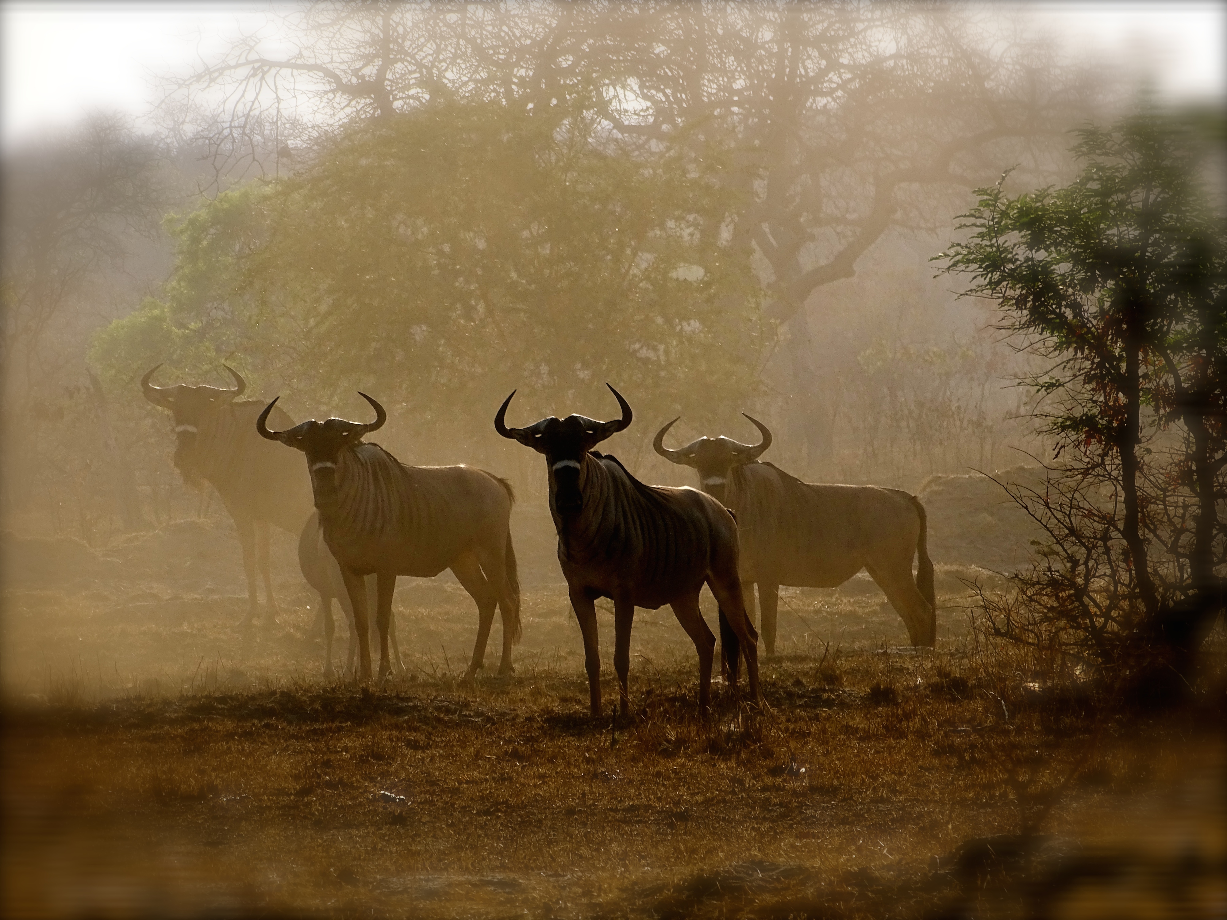 nyassaland wildebeest1.JPG