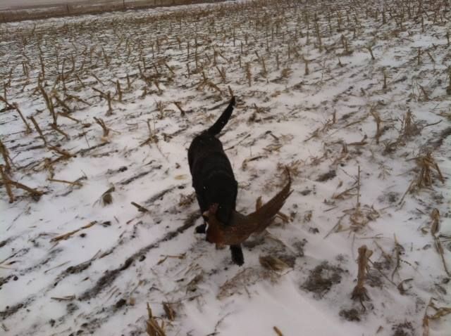 Odie 2014.jpeg