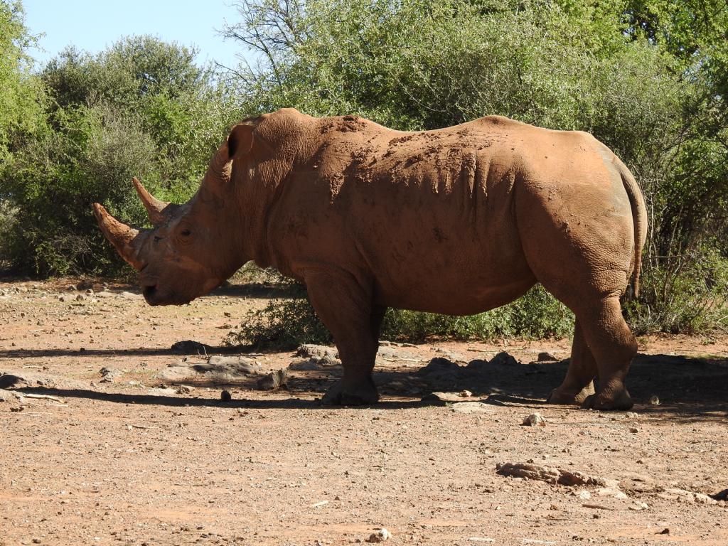 Old Rhino Bull - Broken front horn compromised length - 15 years plus.jpg