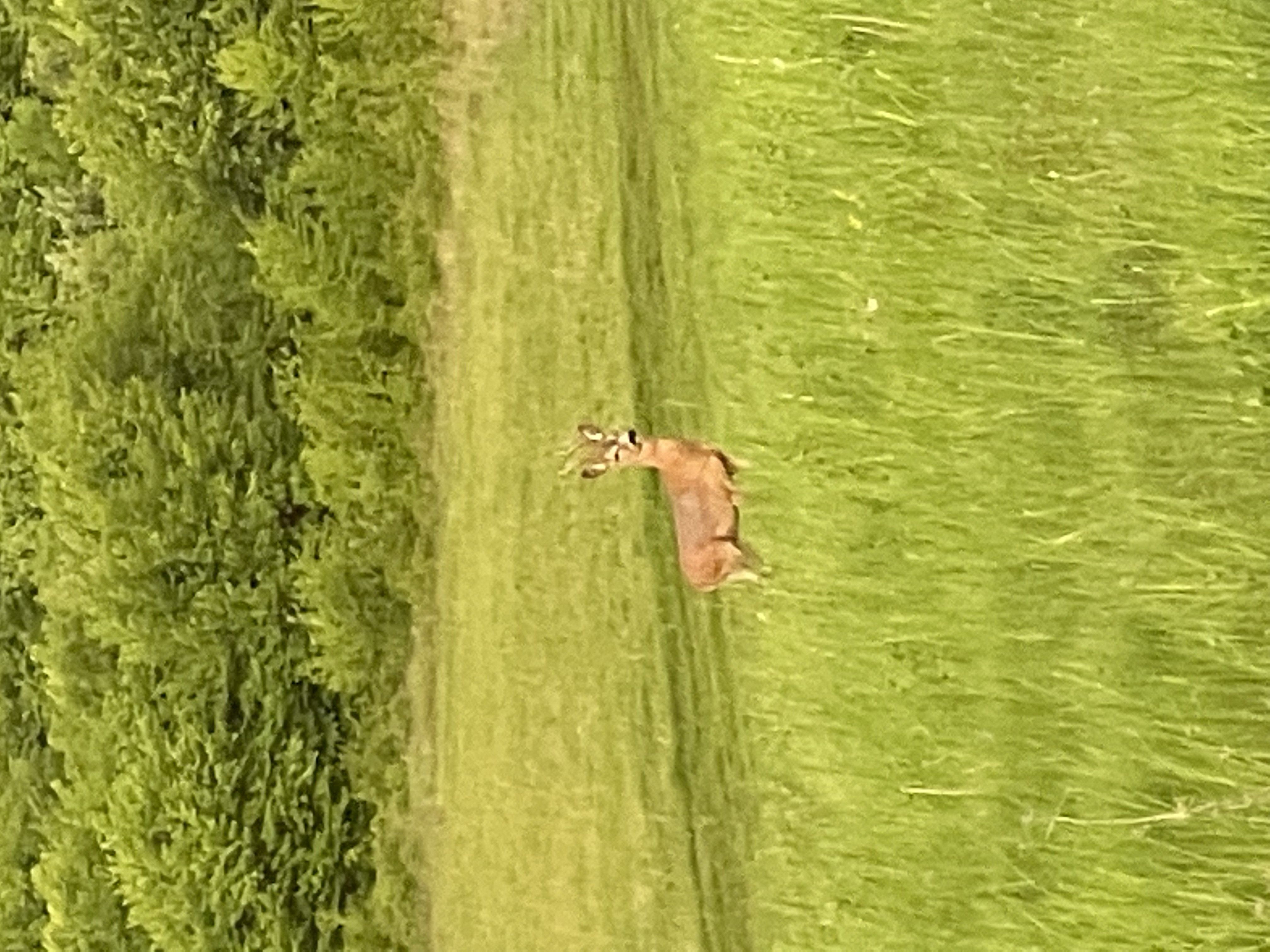 One Deer - Field.jpeg