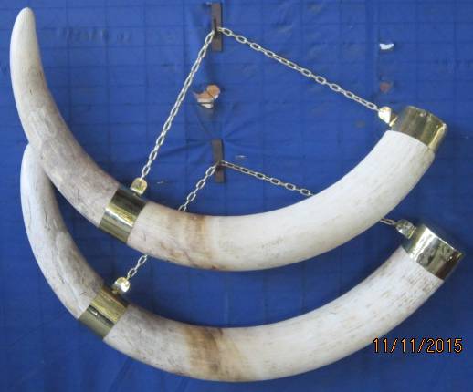 original-elephant-tusks-capped-chained-jpg.57082