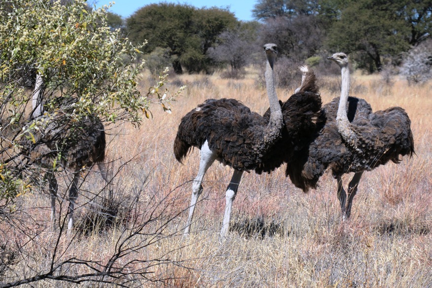 ostrich group.JPG