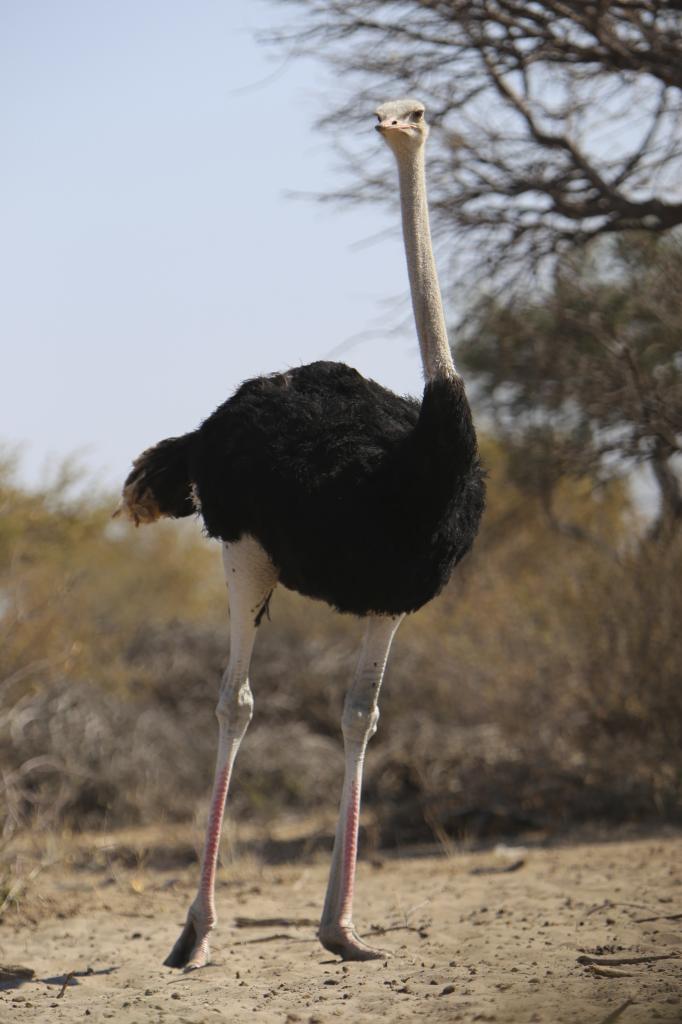 Ostrich2_zpse3f8b2ce.jpg