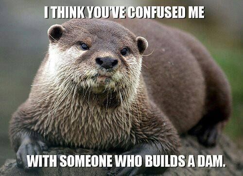 otter.jpg