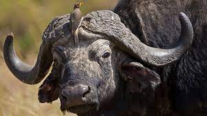 oxpecker on buffalo.jpeg