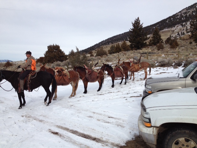 pack-mules-jpg.209619