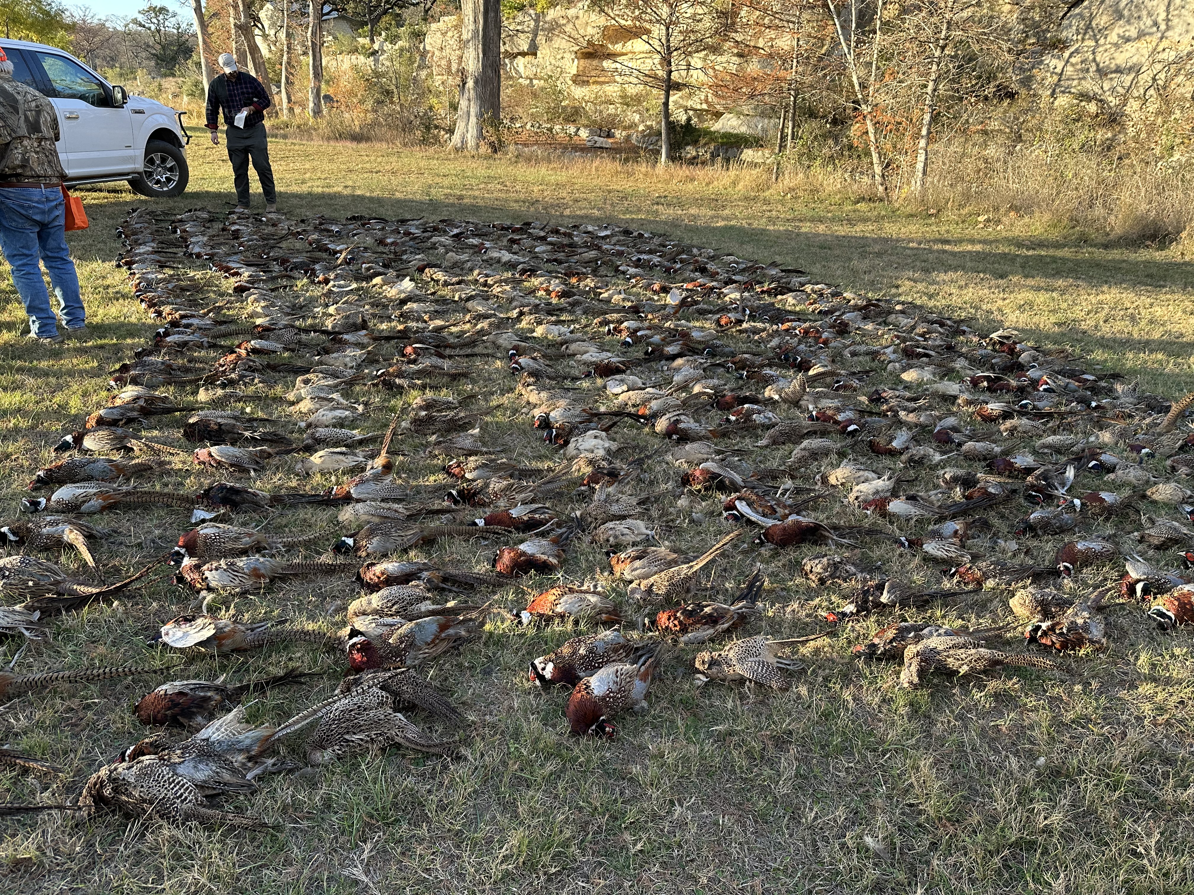 pheasants.jpg