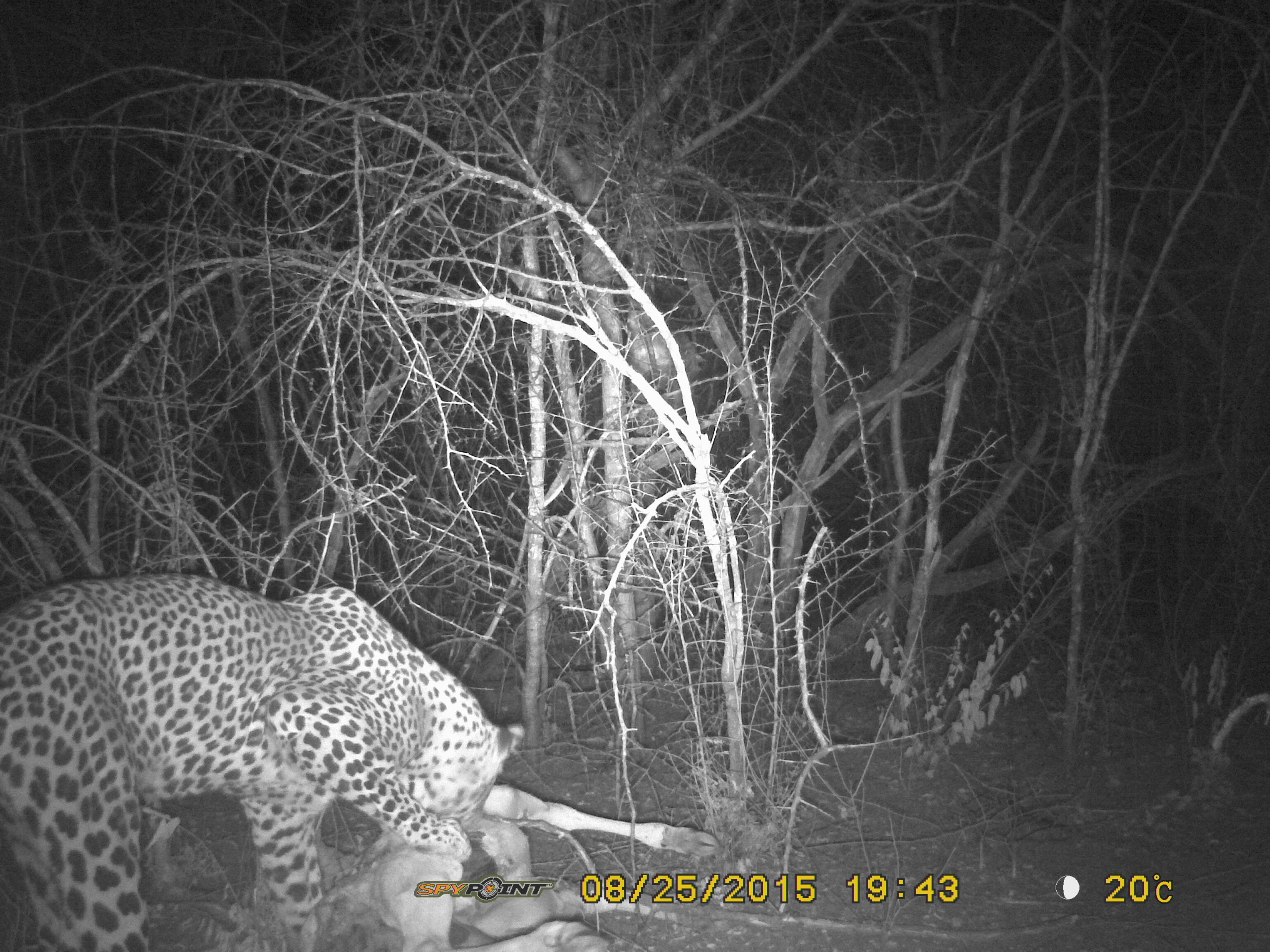PICT0014 (1) bait leopard.jpg