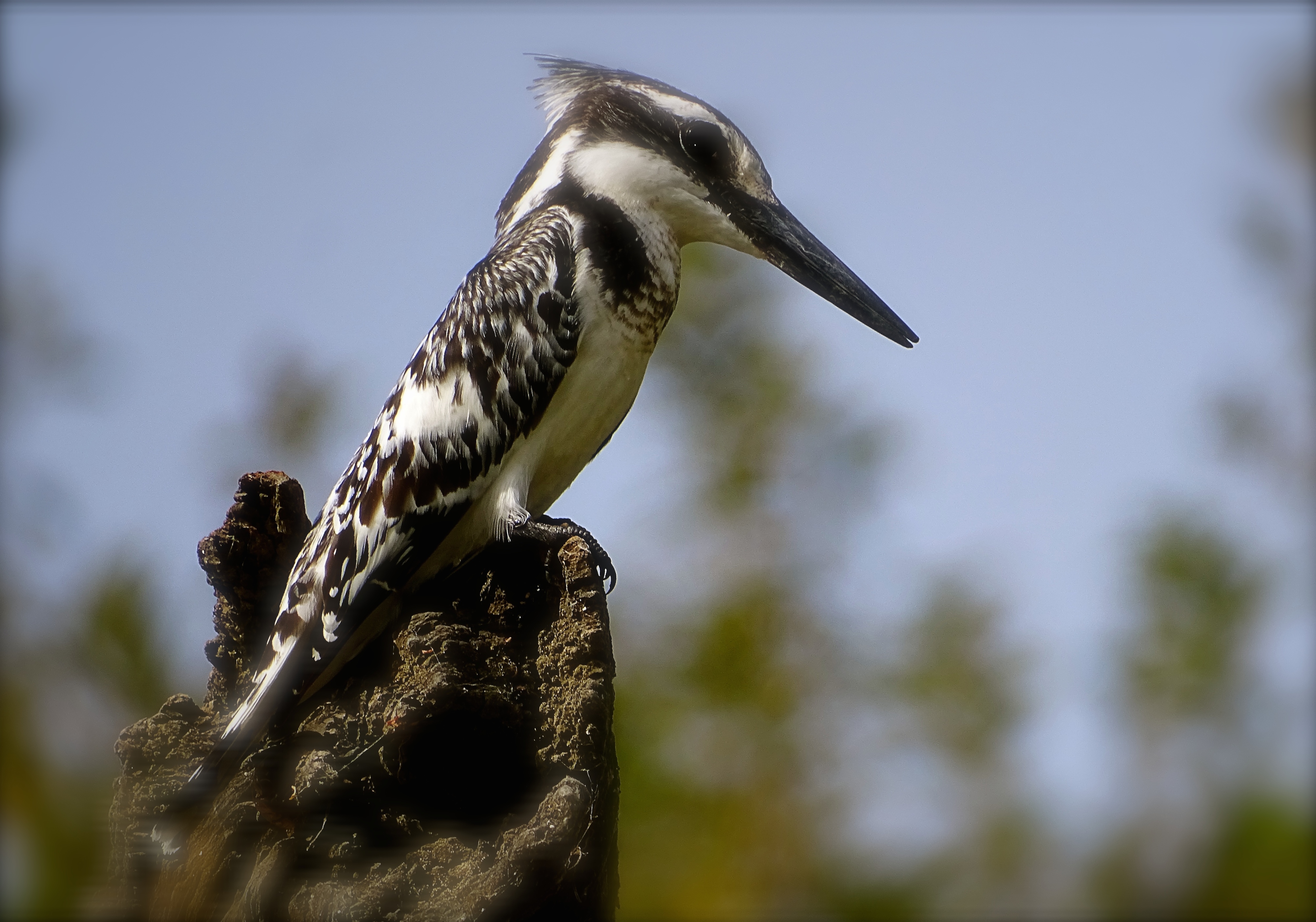 pie kingfisher.JPG