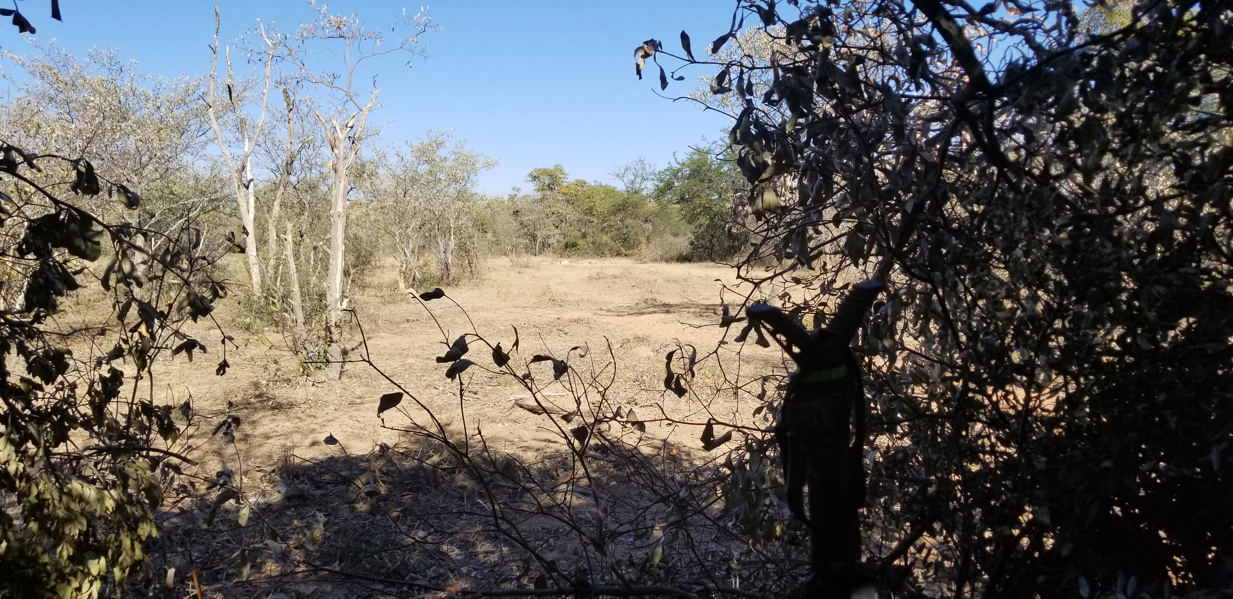 Pig blind.jpg