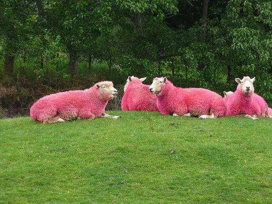 pink-sheep-at-sheepworld.jpg