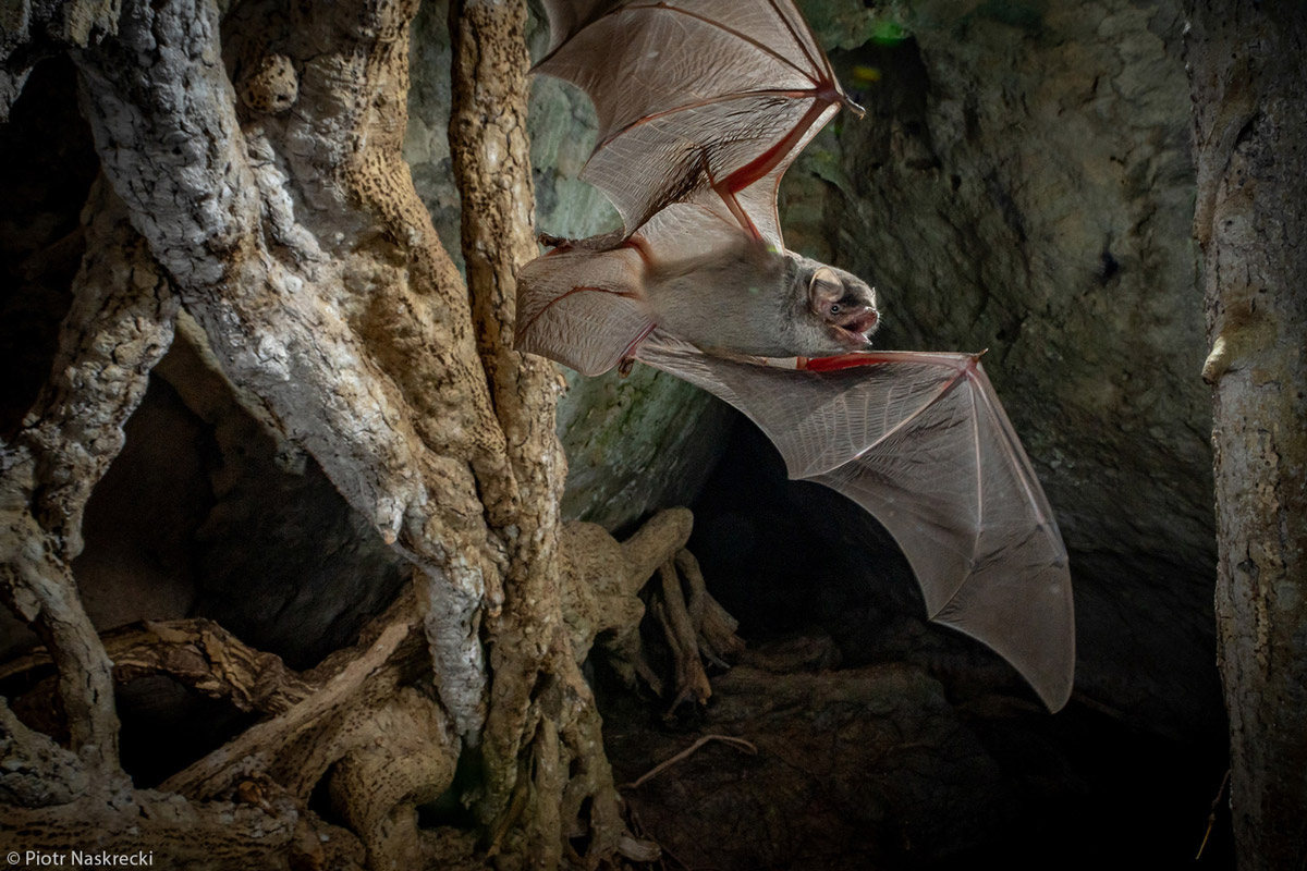 Piotr-Naskrecki-long-fingered-bat-Codzo-cave-Gorongosa-NP-Mozambique-1.jpg