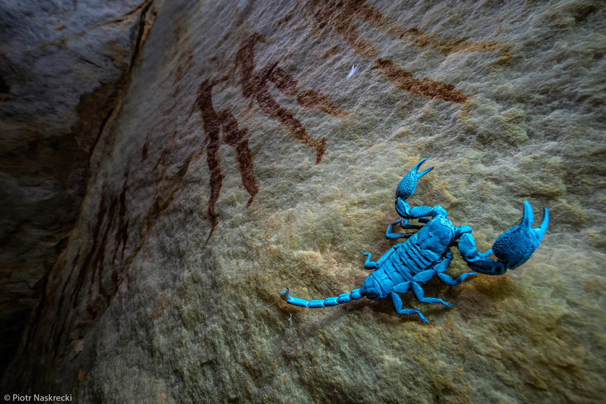 Piotr-Naskrecki-San-wall-paintings-rock-scorpion-ultraviolet-light-Chikukwa-cave-Chimanimani-M...jpg