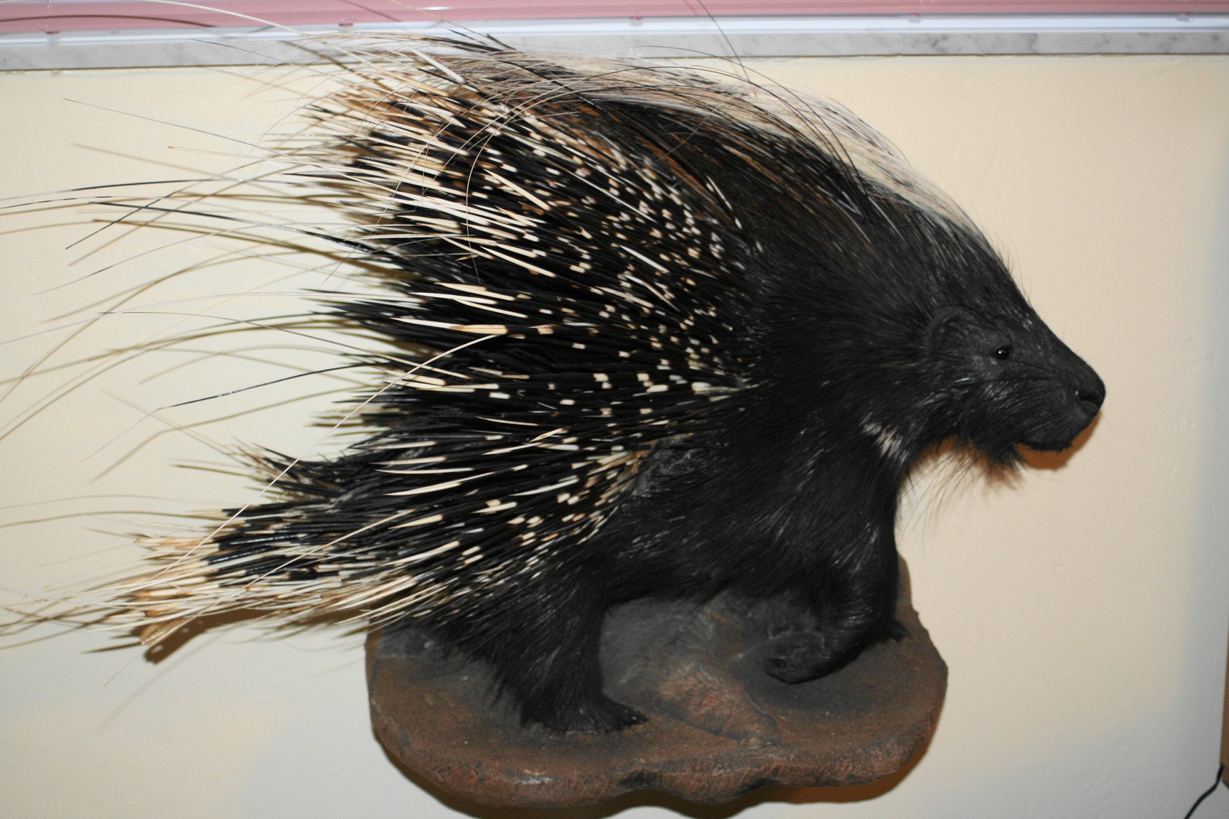 porcupine mount.JPG