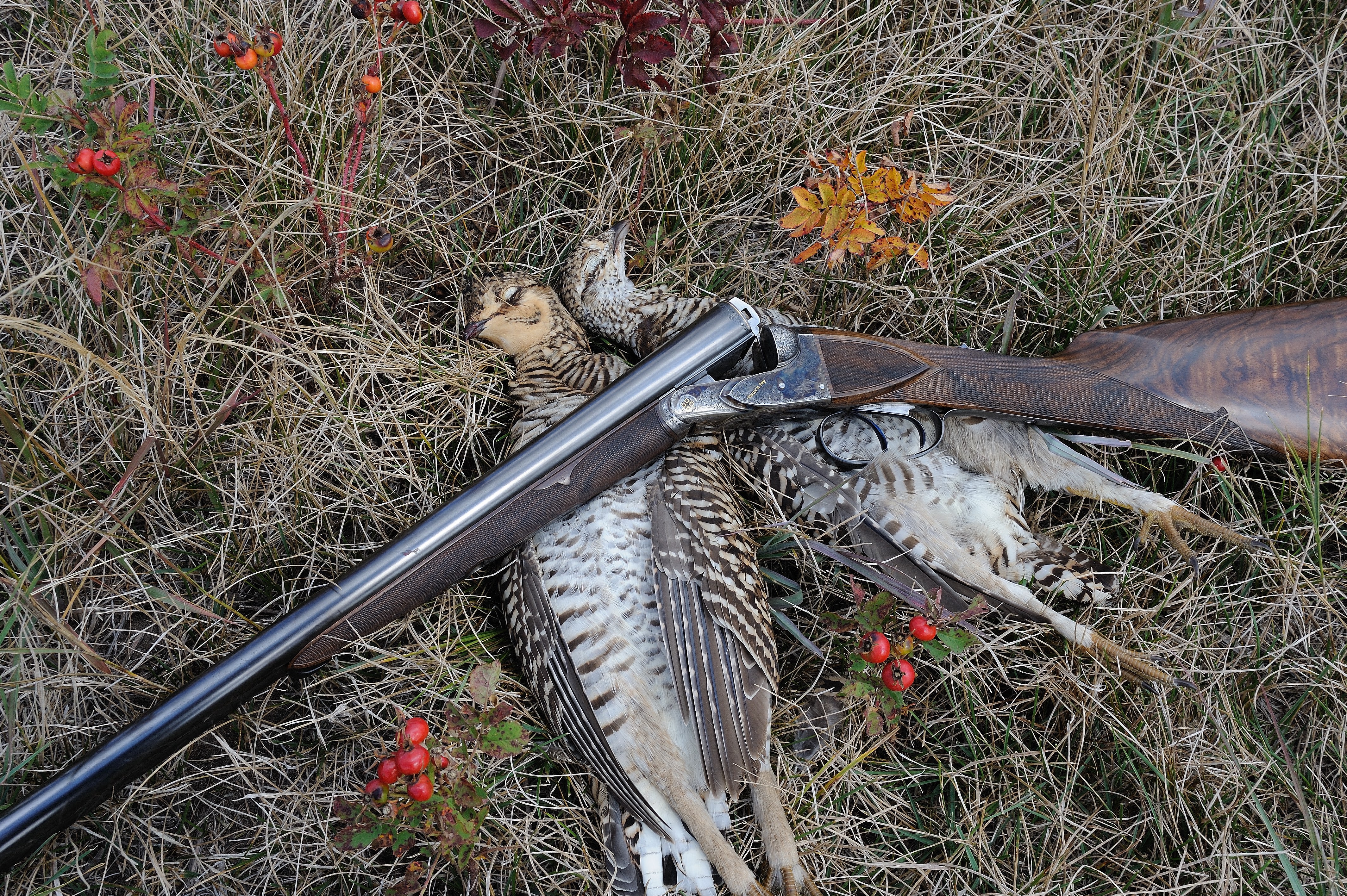 Prairie chickens and Fox copy.jpg