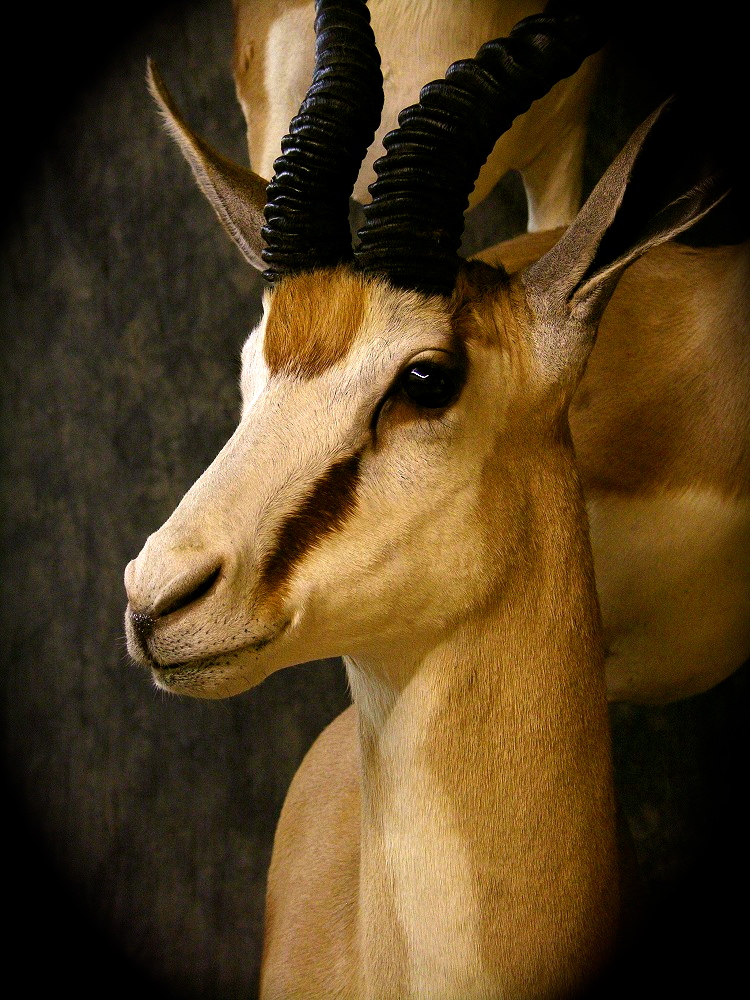 Prieto_springbok_zpsa4143d69.jpg