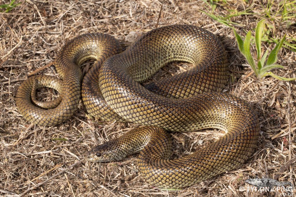 Pseudoaspis-cana_Mole_Snake_Tyrone_Ping_2021-1024x683.jpg