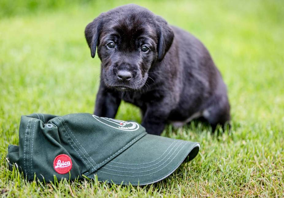 puppy-1.jpg