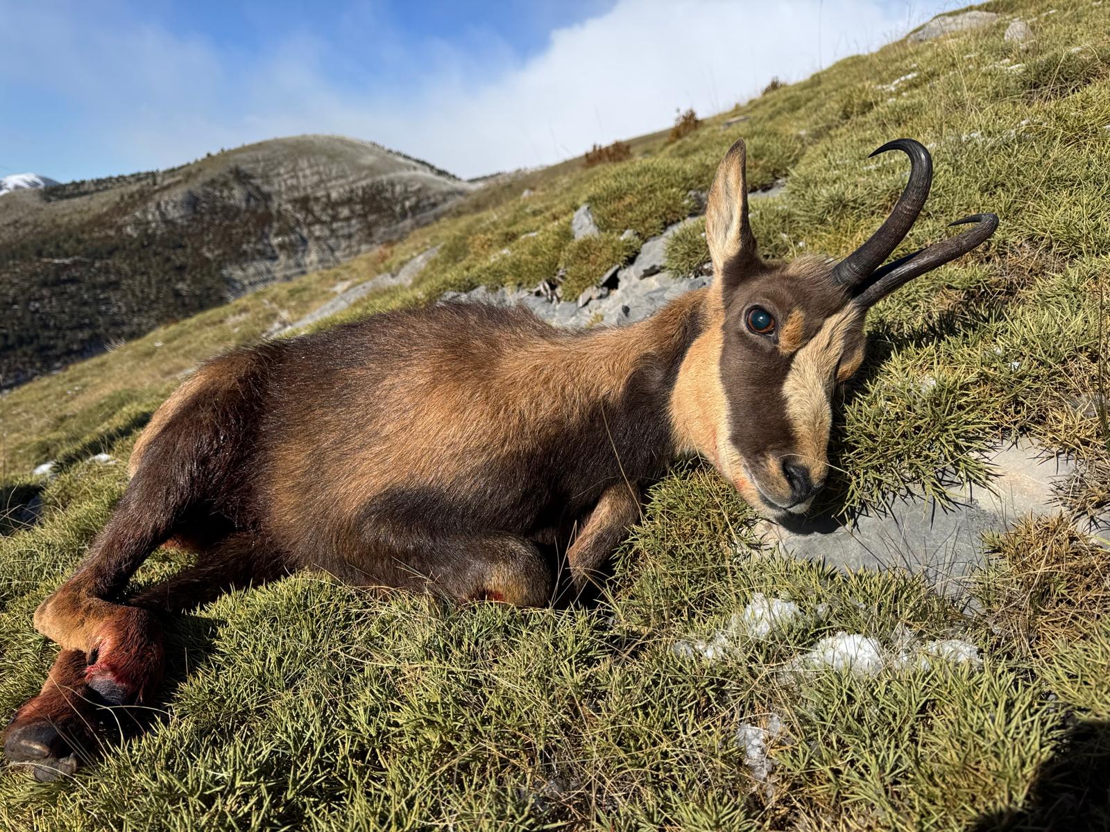 Pyrenean chamois.jpeg