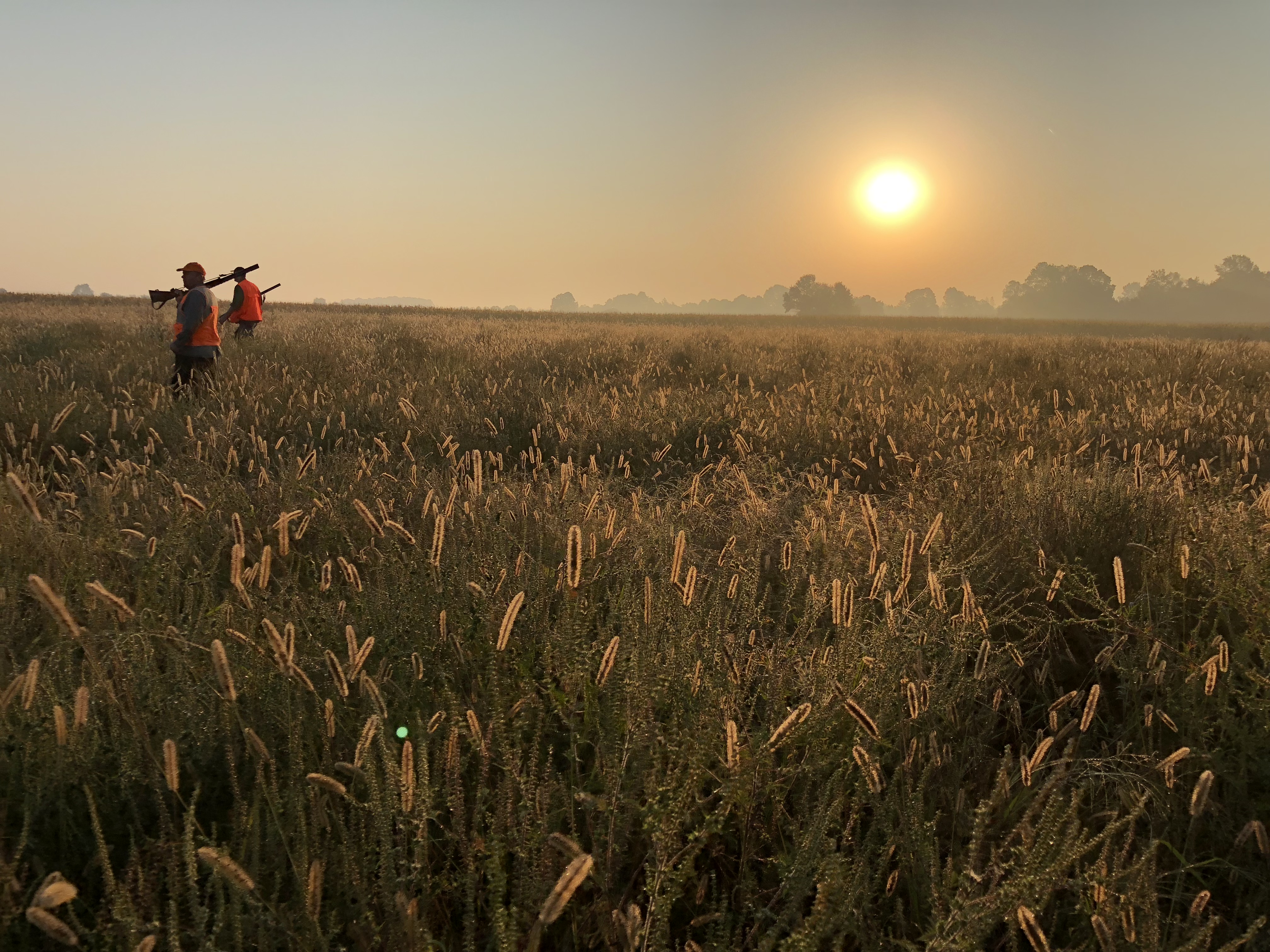 quail hunt in the field.JPG