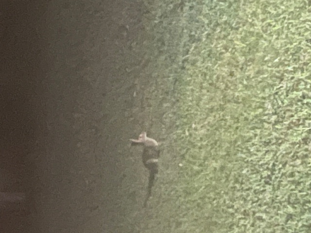 rabbit.jpg
