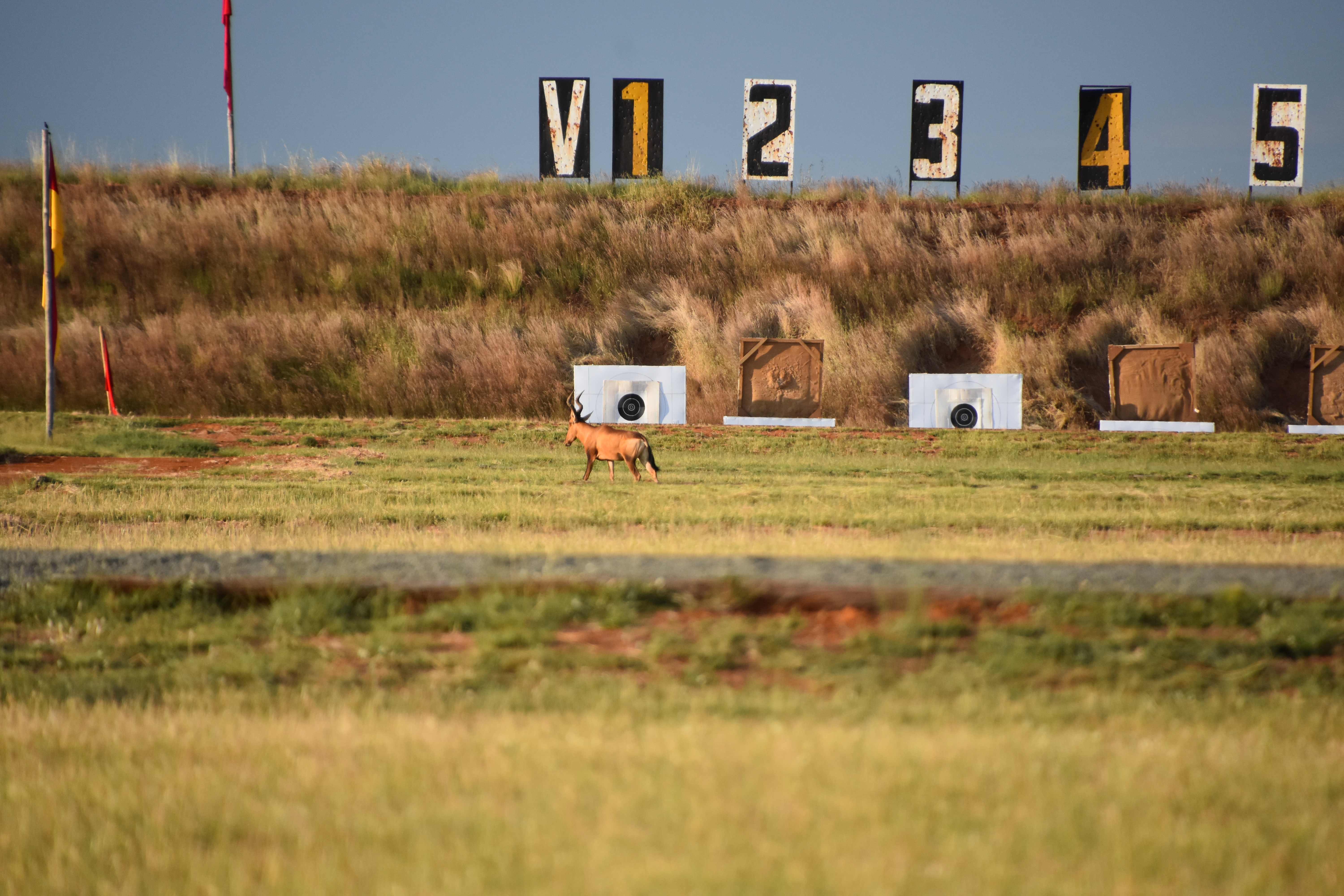 range_hartebeest-jpg.193554