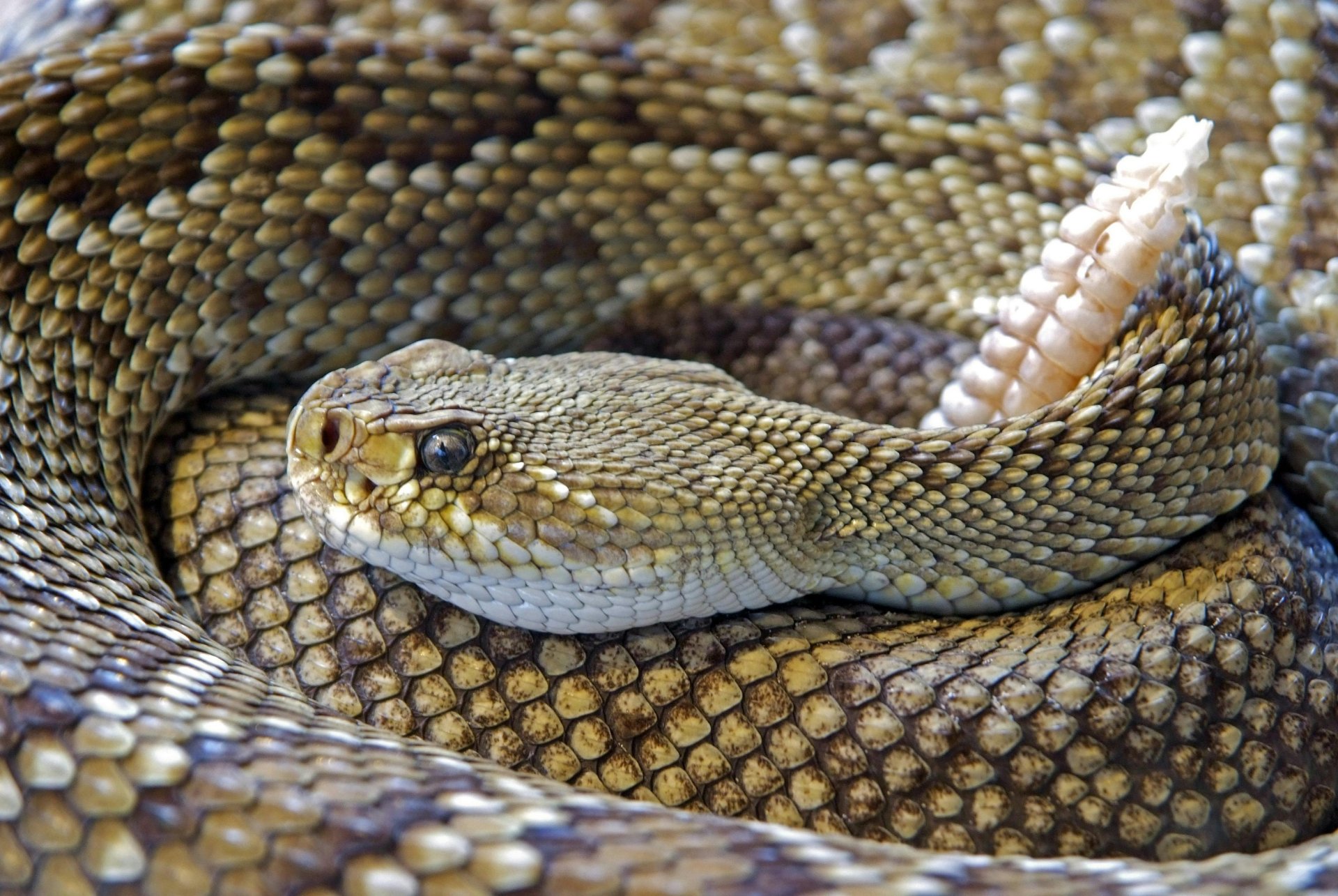 Rattlesnake-Coiled.jpg Rattlesnake-Coiled.jpg