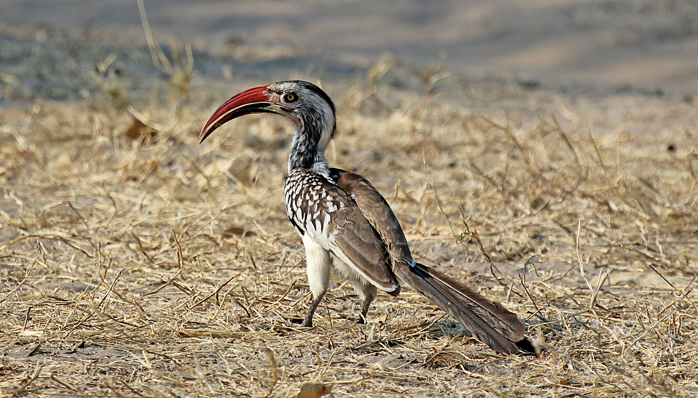 red-billed-hornbill (1).jpg