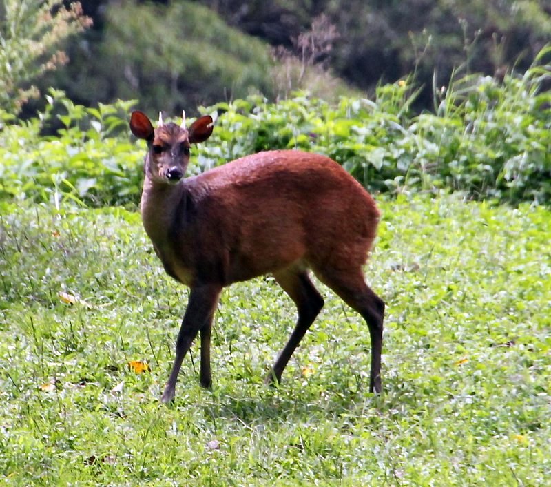 Red Brocket Deer.jpg