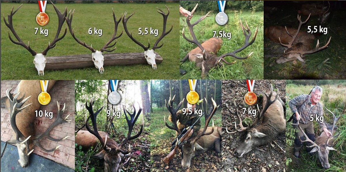Red Deer Sizes.jpg