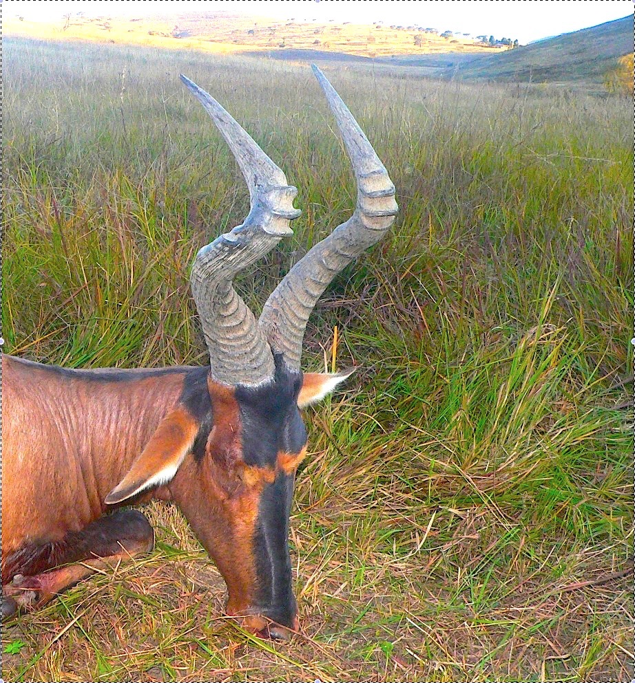 Red Hartebeest .jpg