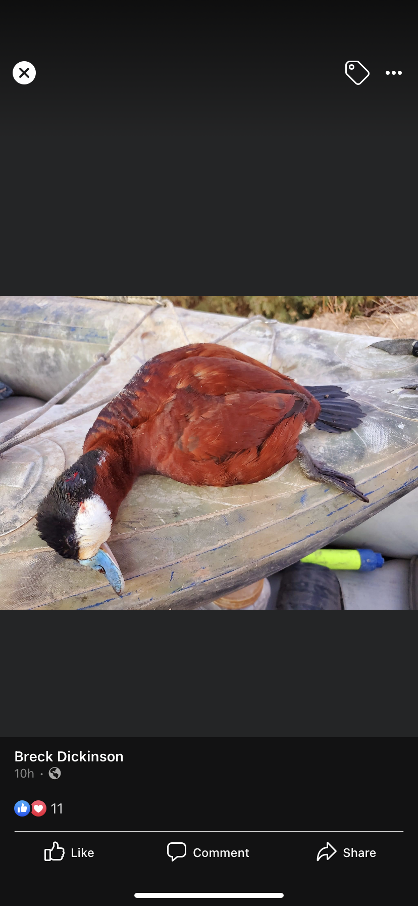 Red Ruddy.PNG