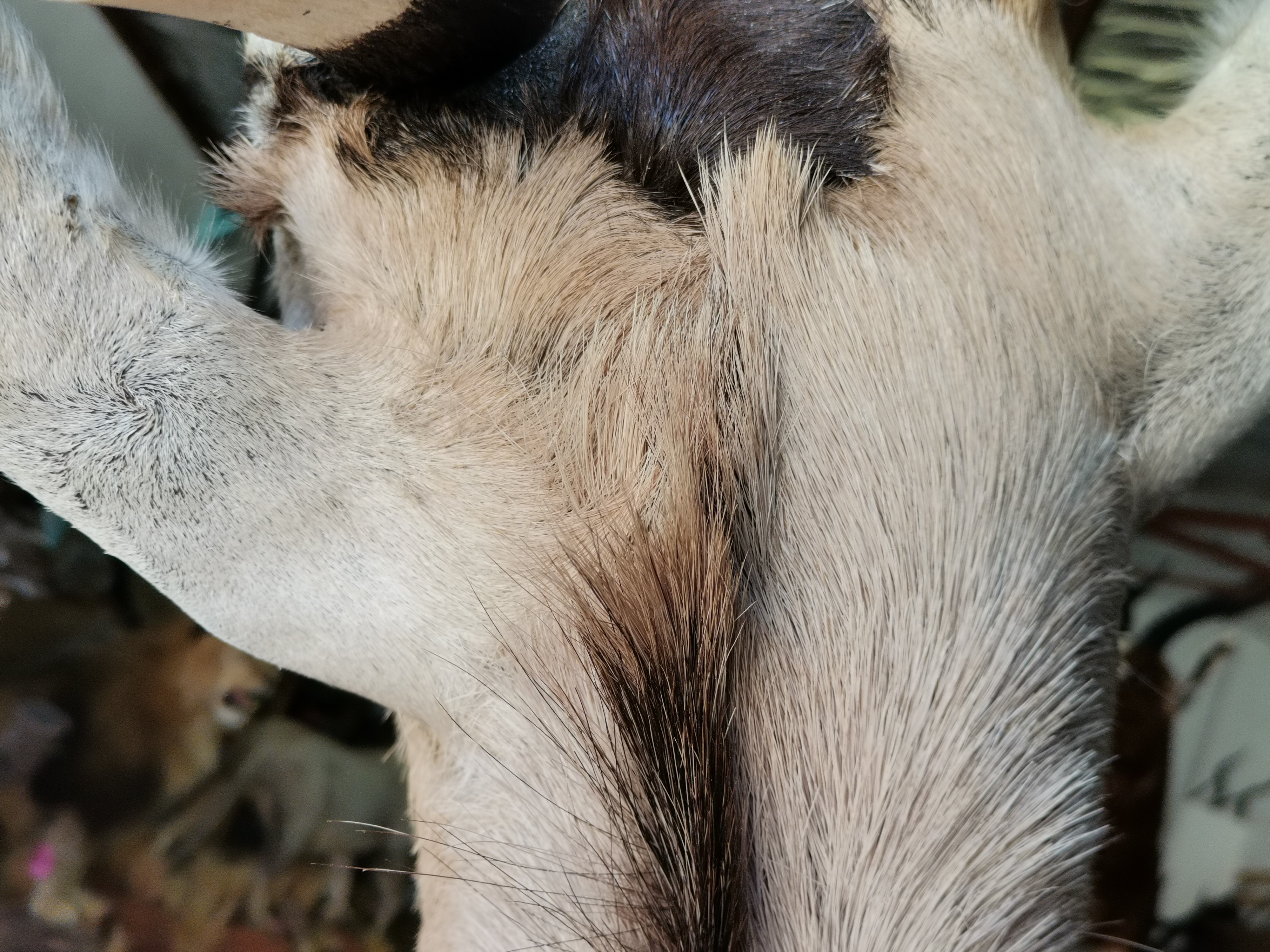 Repaired Behind ears[21613].jpg