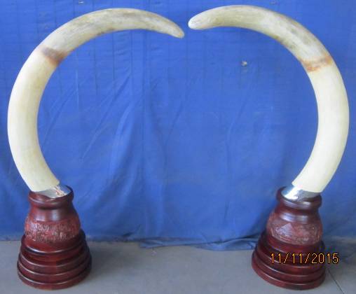 Replica Tusks on Carved Bases.jpg