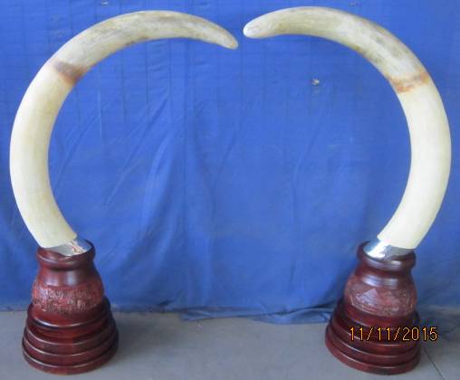 replica-tusks-on-carved-bases-jpg.57083