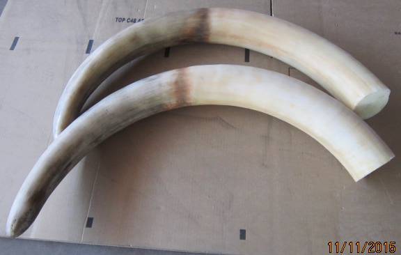 Replica Tusks (Side A).jpg