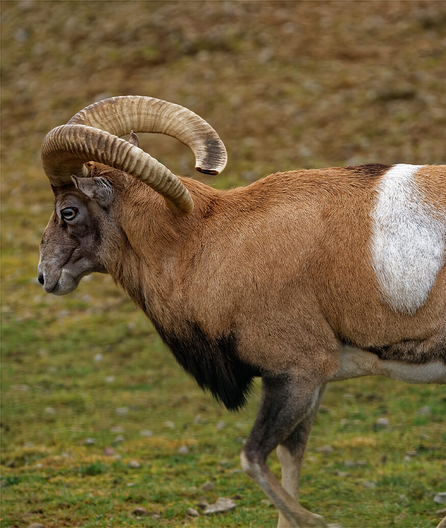 Reserve-Ranch_Species-33.jpg