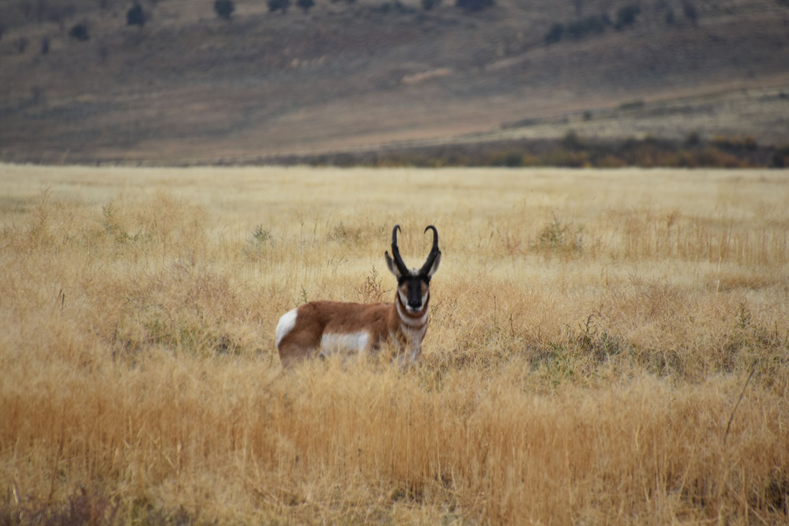 resize antelope 02.JPG