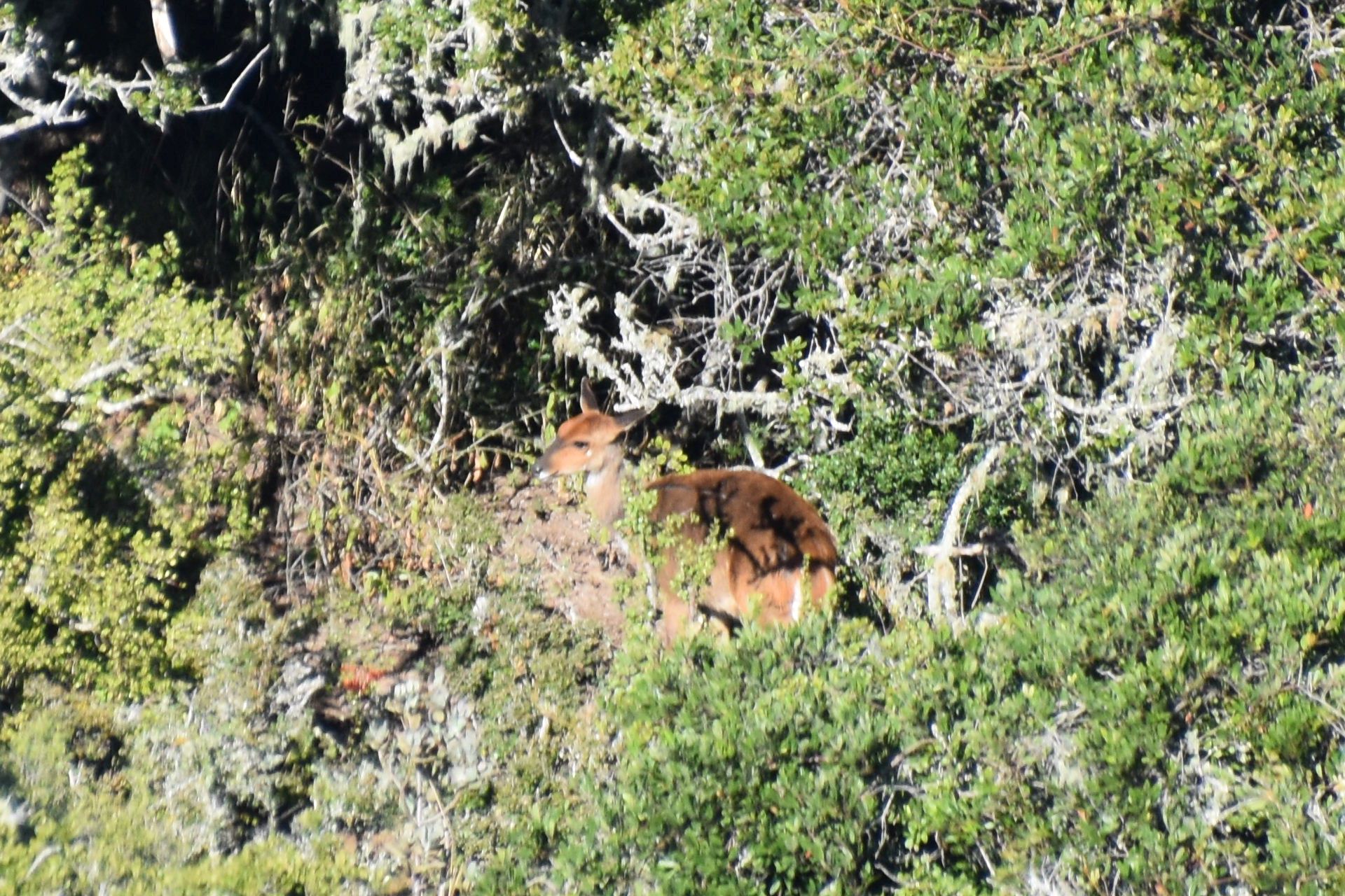 resize bushbuck.JPG