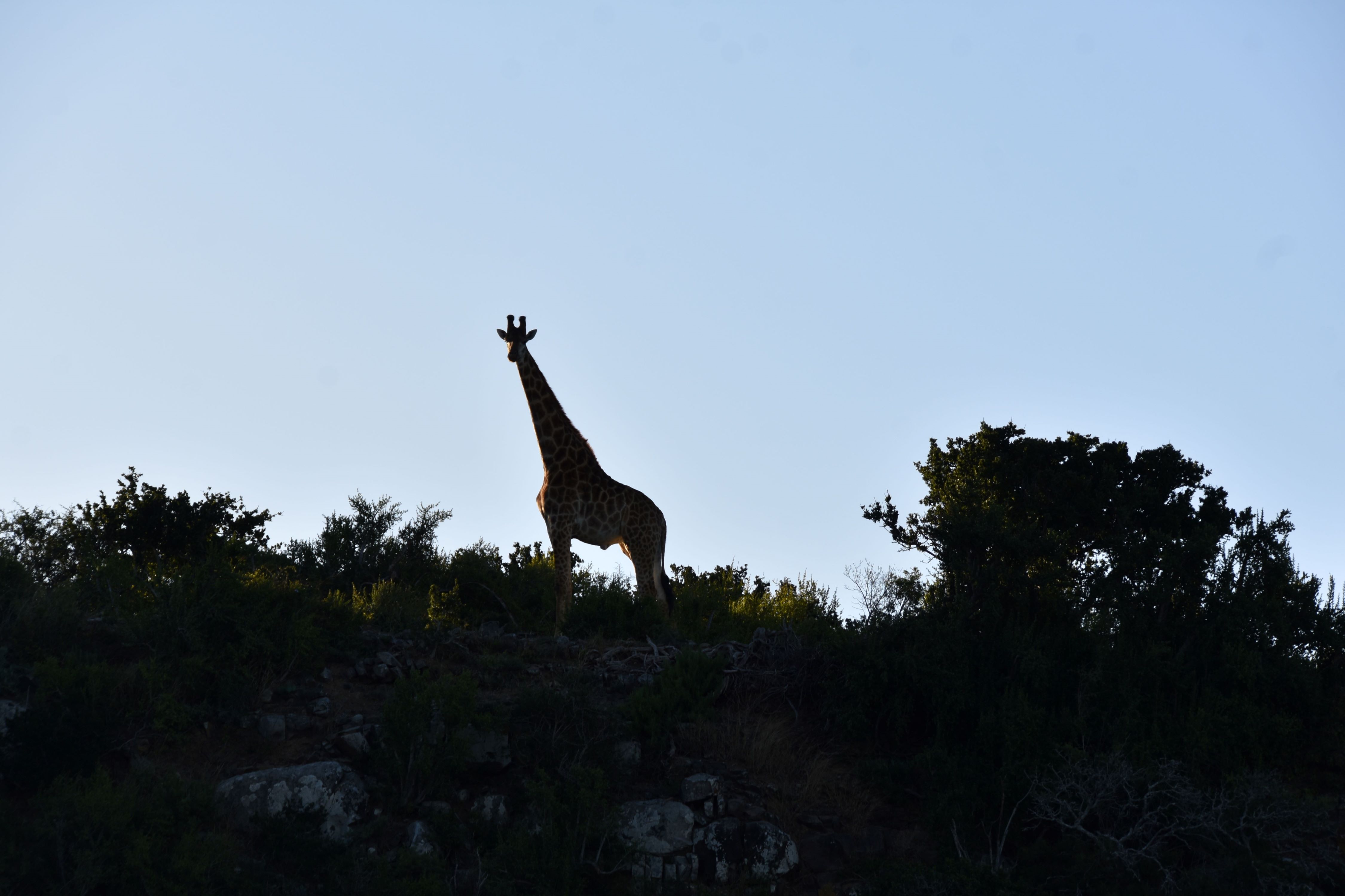 resize giraffe2.jpg