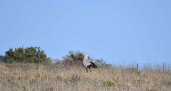 resize secretary bird.JPG