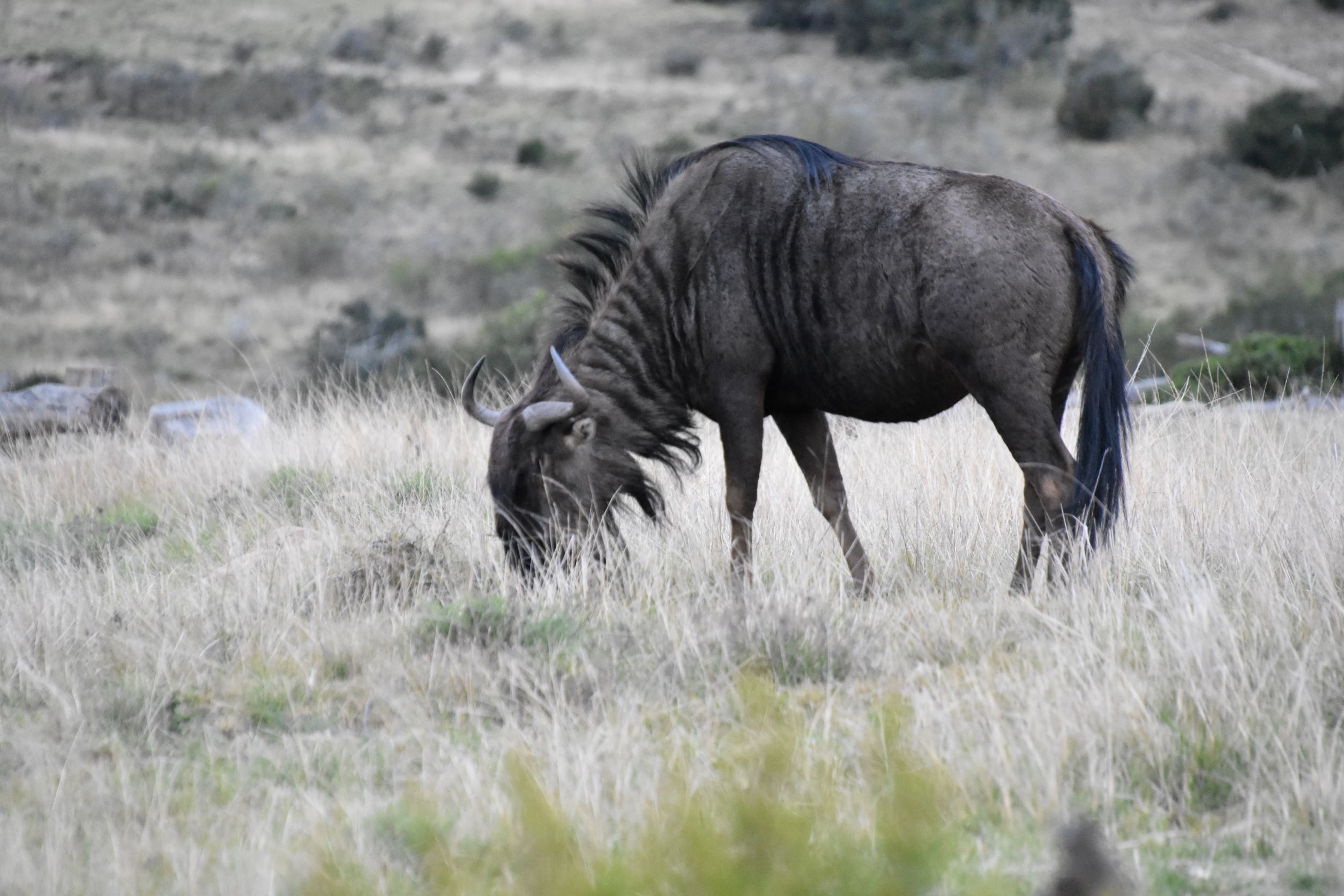 resize wildebeest1.JPG