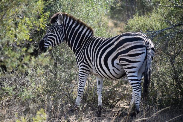 resize zebra skim.JPG