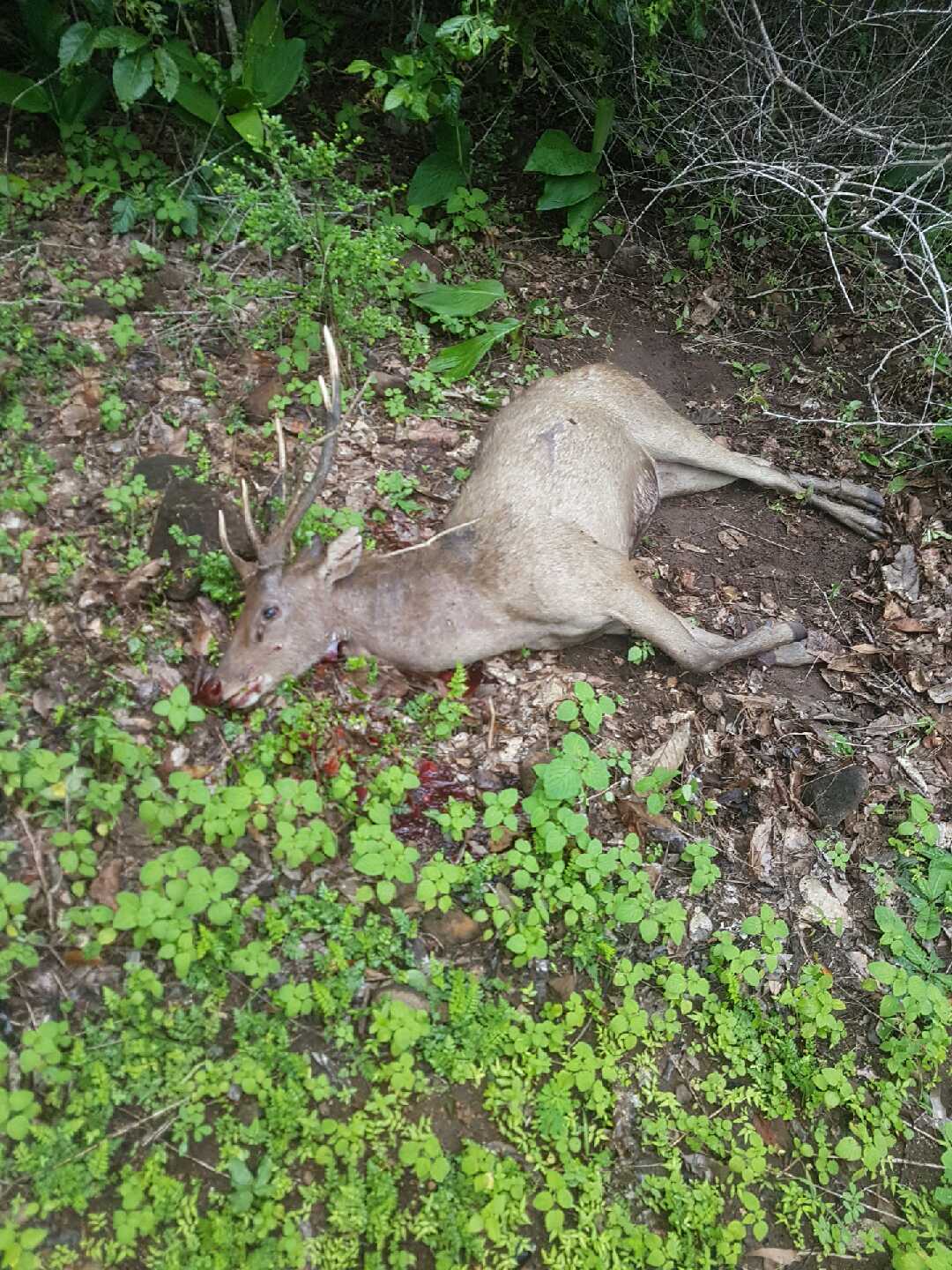 Resized_20190130_151238.jpeg Rusa buck on the ground.jpeg