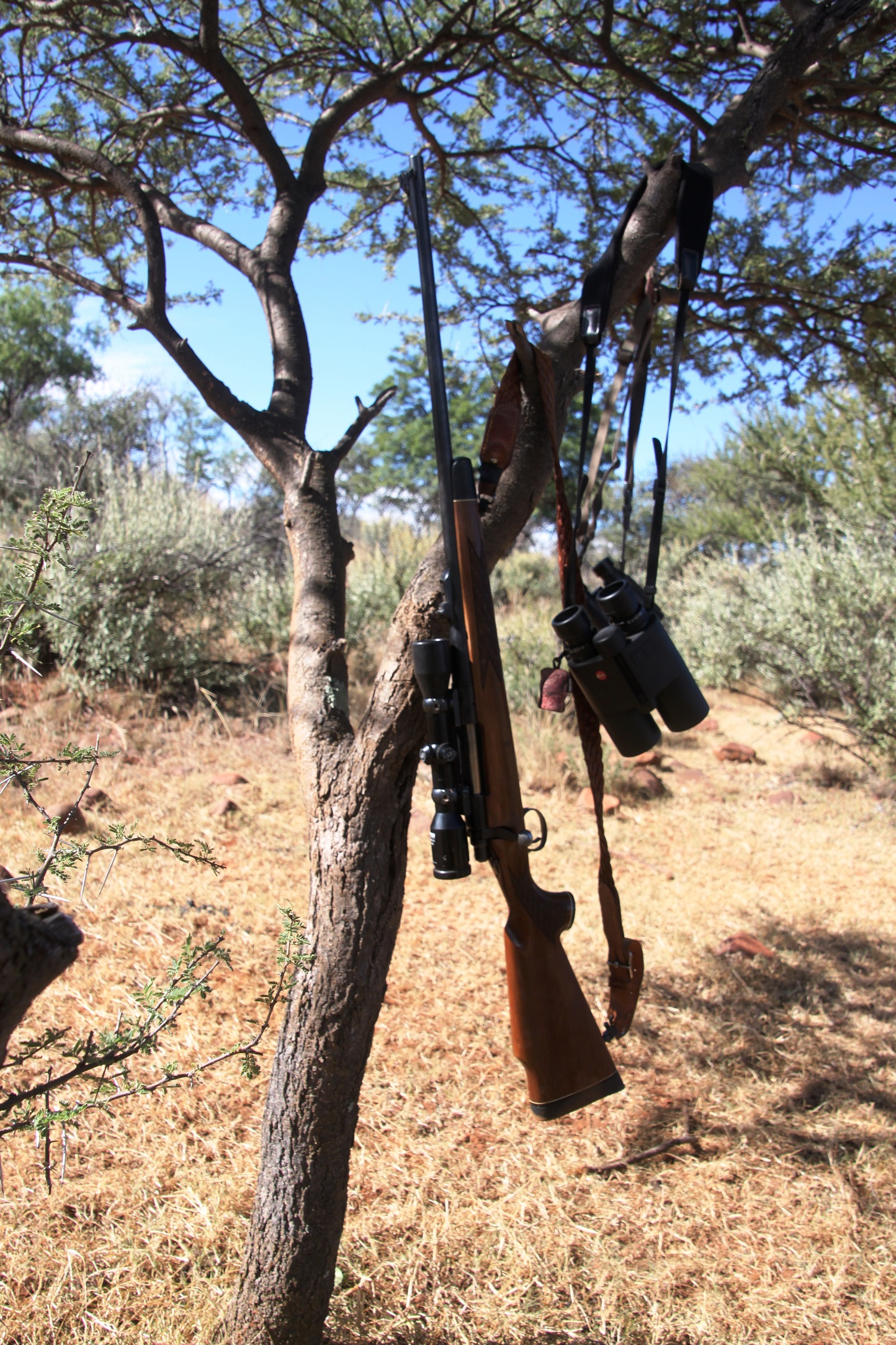 resting after the hunt.JPG