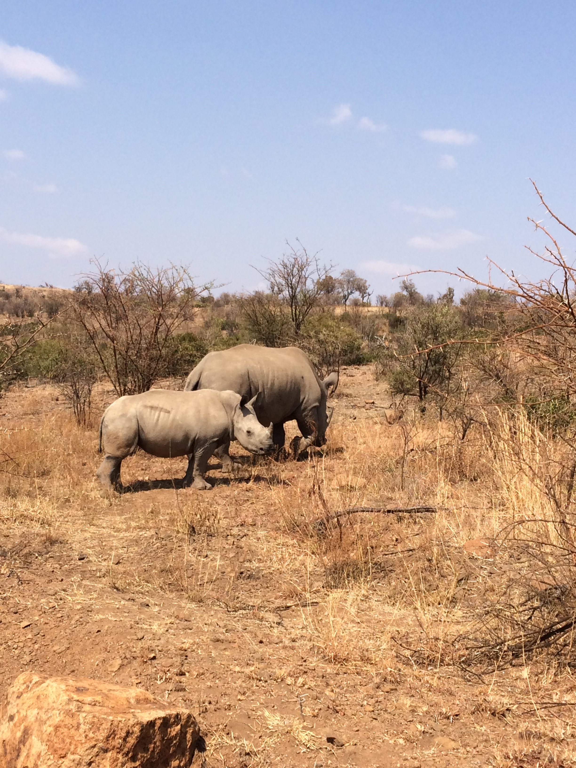 Rhinos at Pilanisberg.jpg